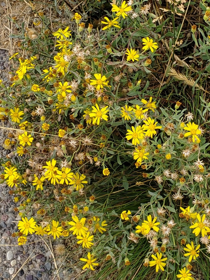 Heterotheca depressa photo 6