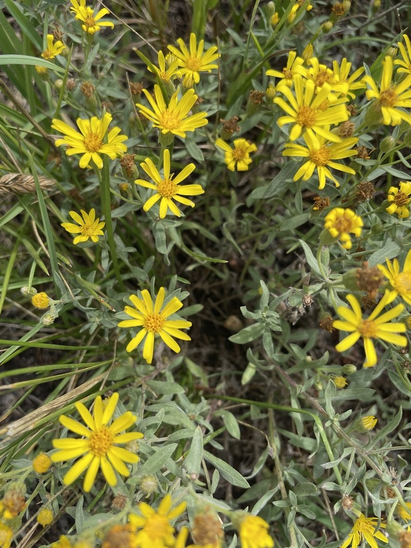 Heterotheca depressa photo 8