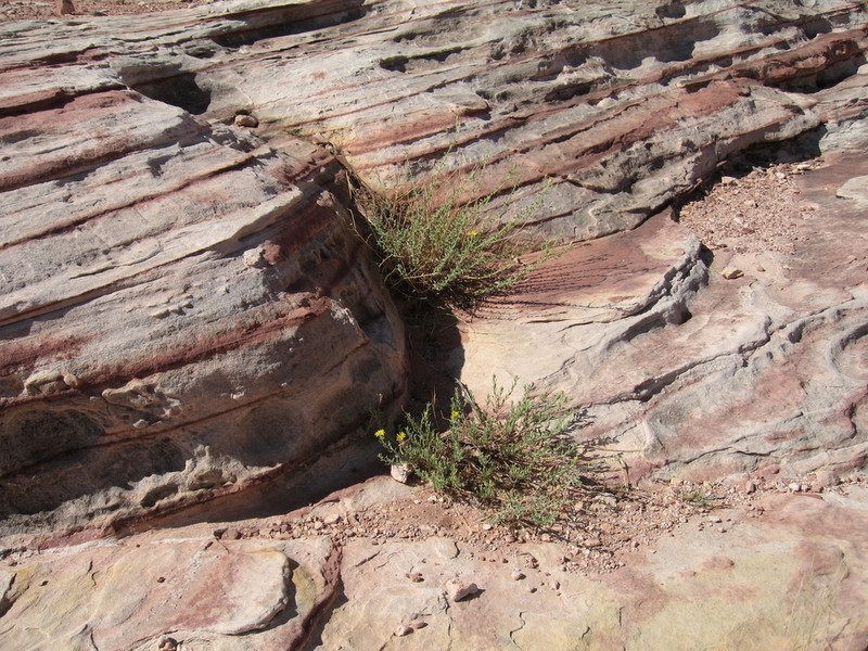 Heterotheca excelsior