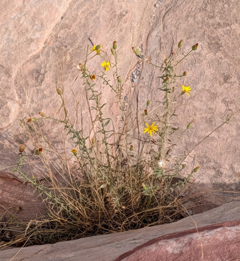 Heterotheca excelsior photo 2