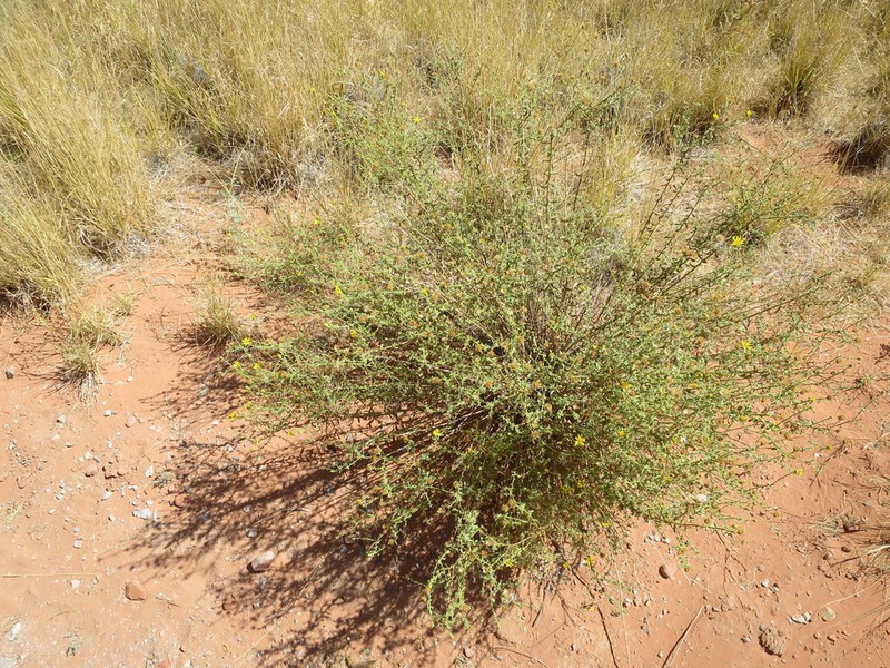 Heterotheca excelsior photo 3