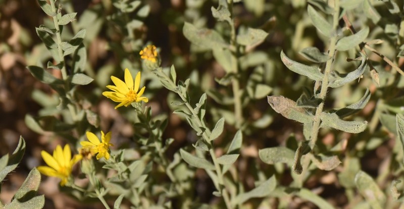 Heterotheca excelsior photo 4
