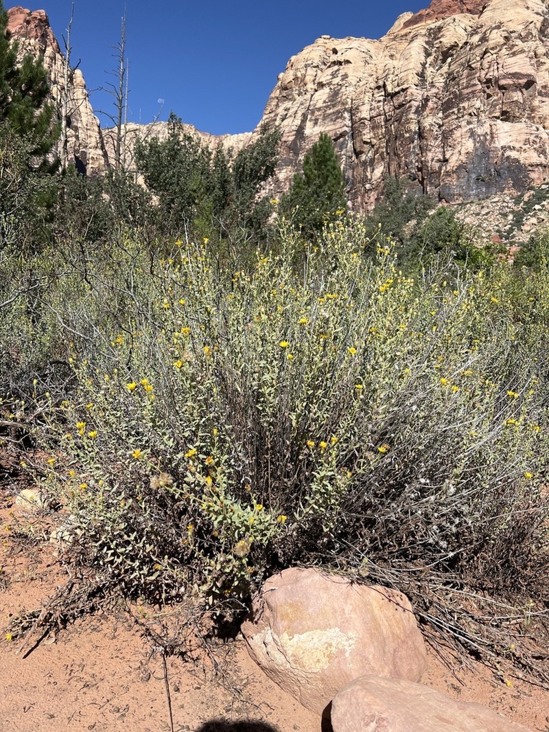Heterotheca excelsior photo 5