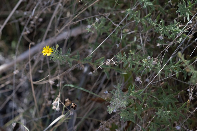 Heterotheca excelsior photo 6