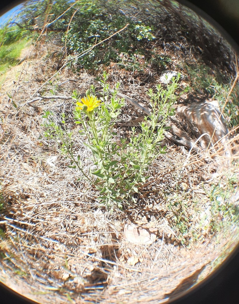 Heterotheca excelsior photo 7