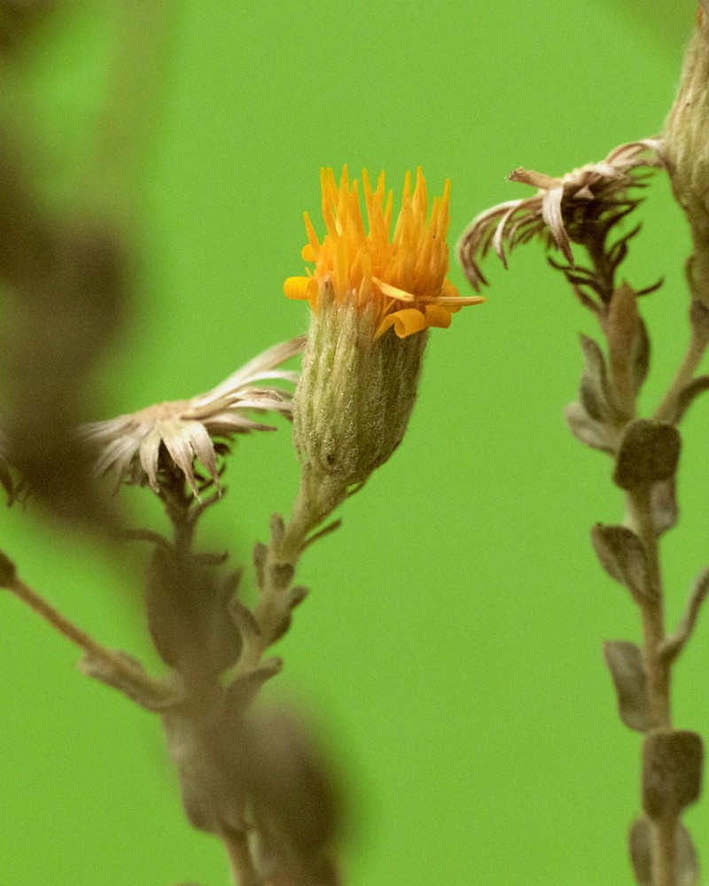 Heterotheca fastigiata