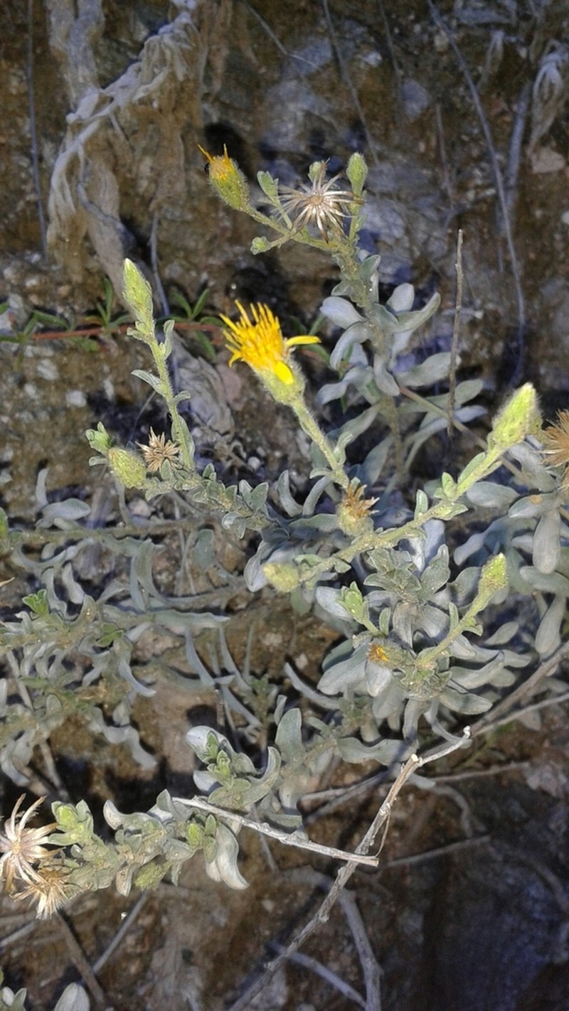 Heterotheca fastigiata photo 2