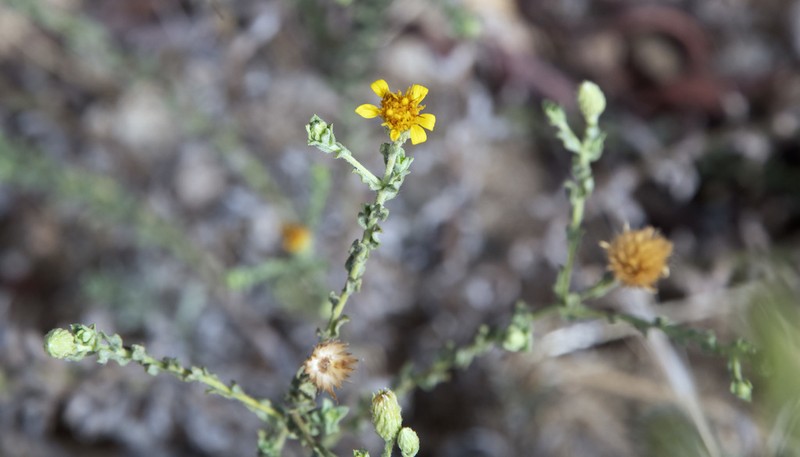 Heterotheca fastigiata photo 3