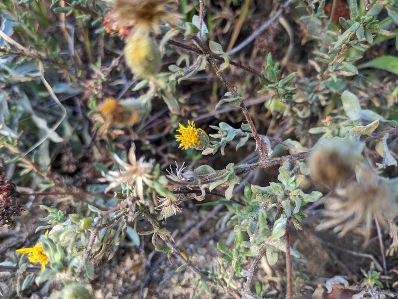 Heterotheca fastigiata photo 4