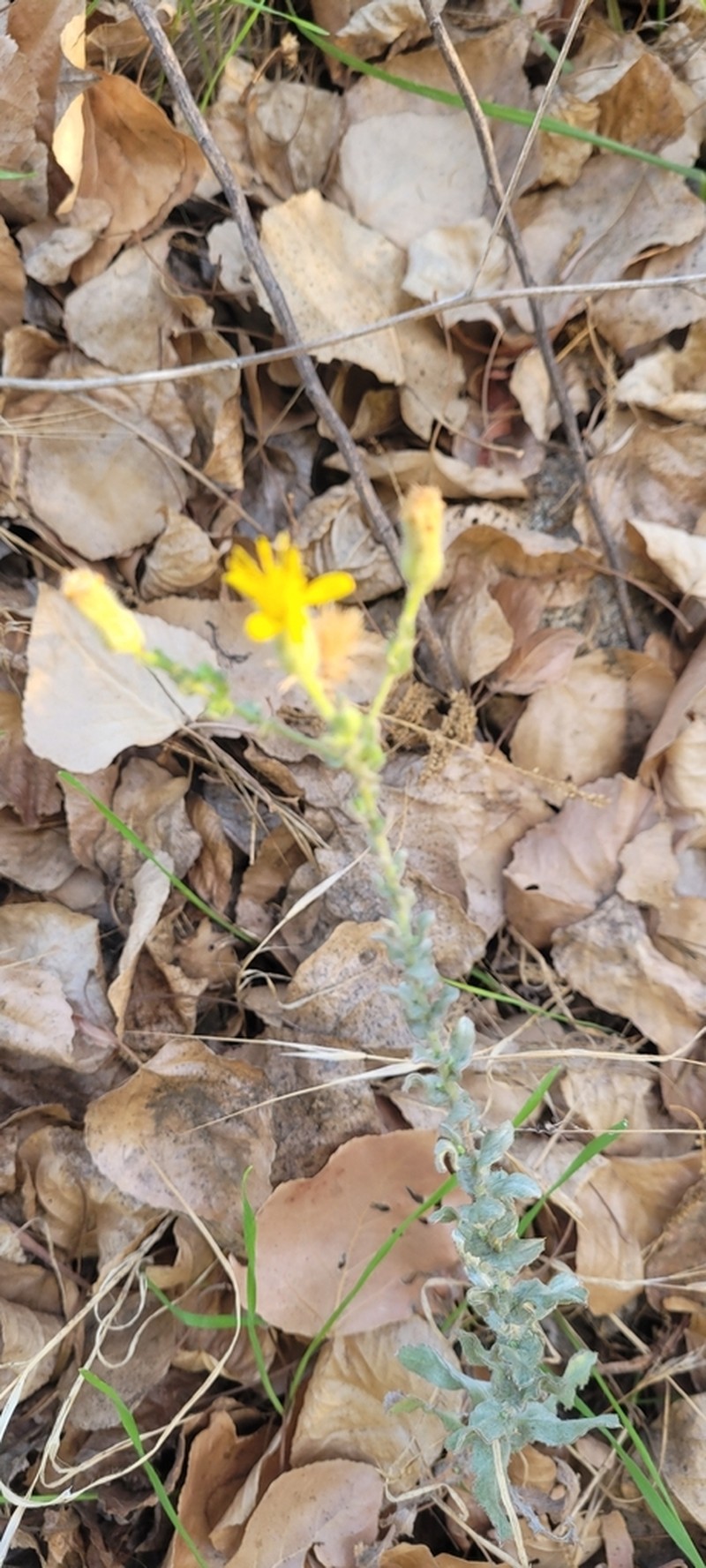 Heterotheca fastigiata photo 5