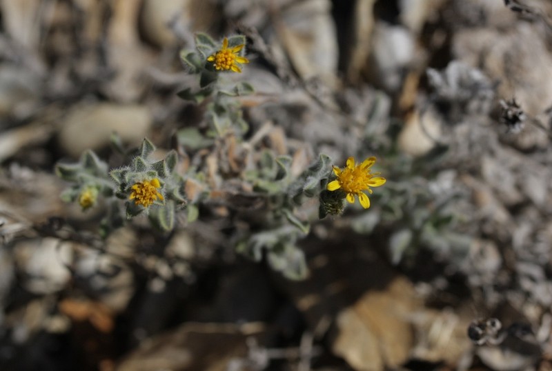 Heterotheca fastigiata photo 6