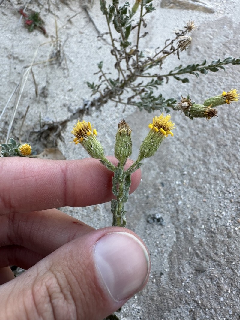 Heterotheca fastigiata photo 7