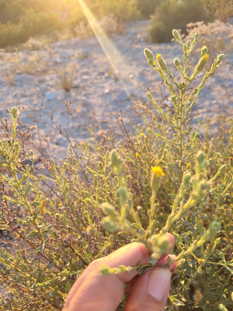 Heterotheca fastigiata photo 8