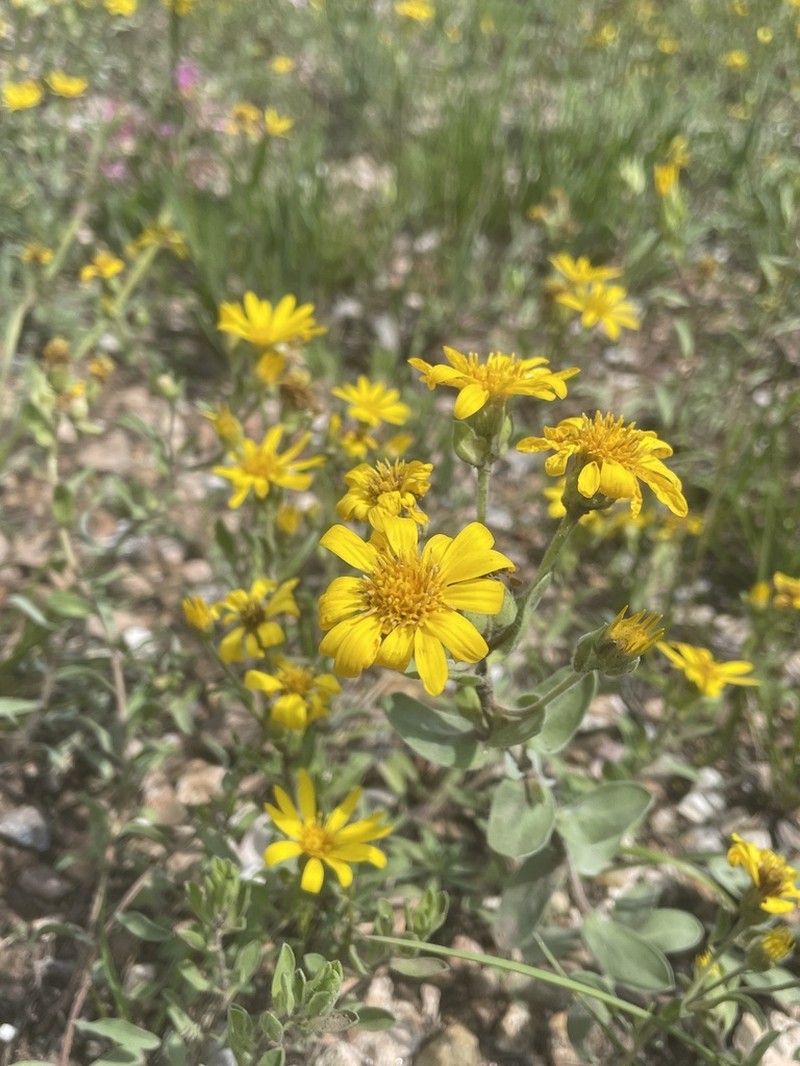 Heterotheca fulciens photo 2