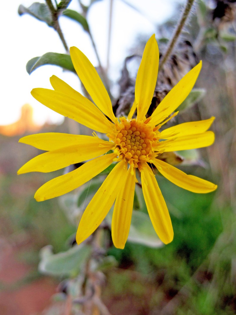 Heterotheca fulciens photo 3