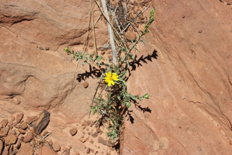 Heterotheca fulciens photo 4