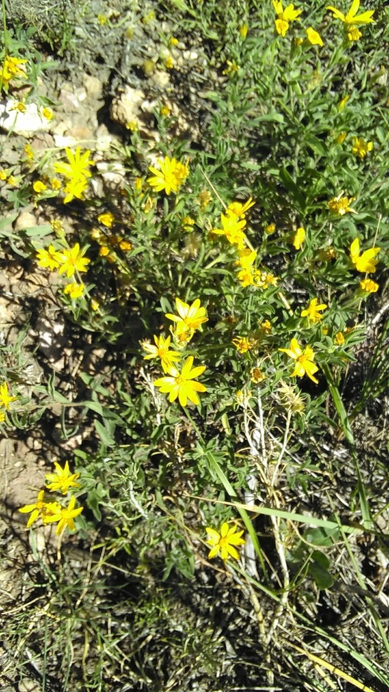 Heterotheca fulciens photo 5