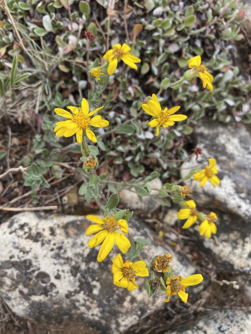 Heterotheca fulciens photo 6