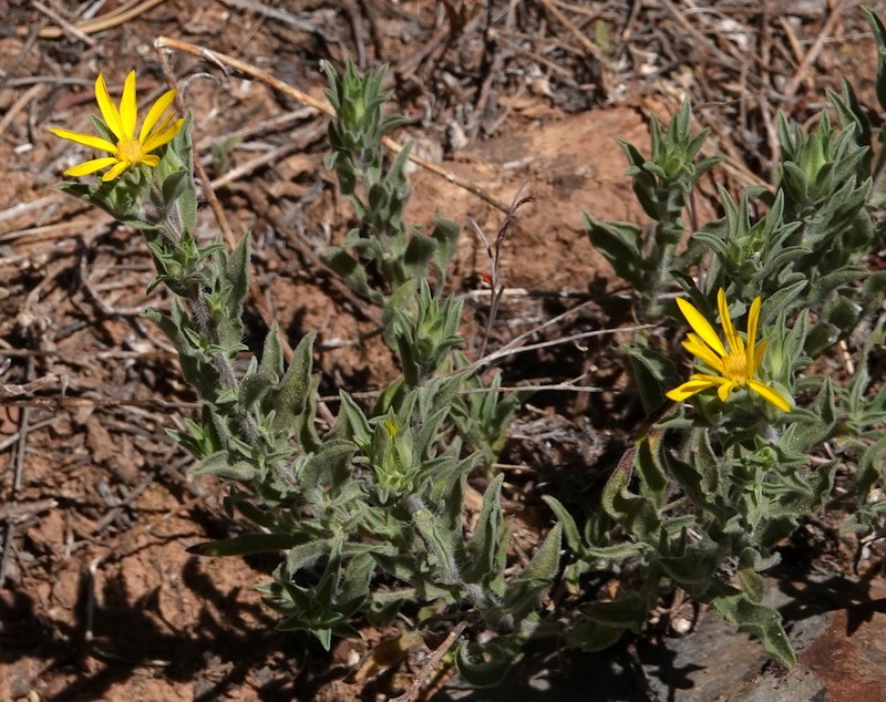Heterotheca fulciens photo 7