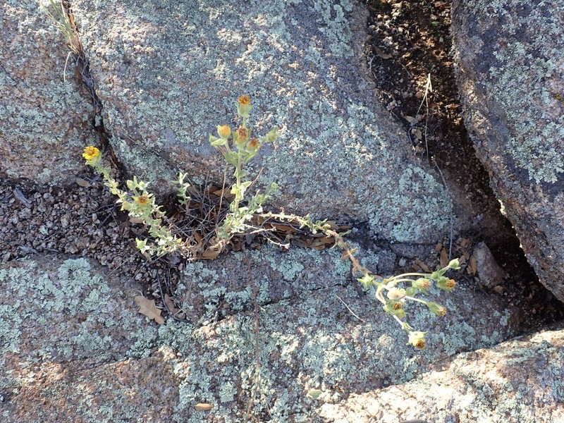 Heterotheca fulciens photo 8