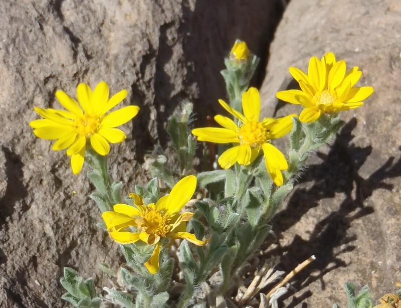 Rockyscree False Goldenaster