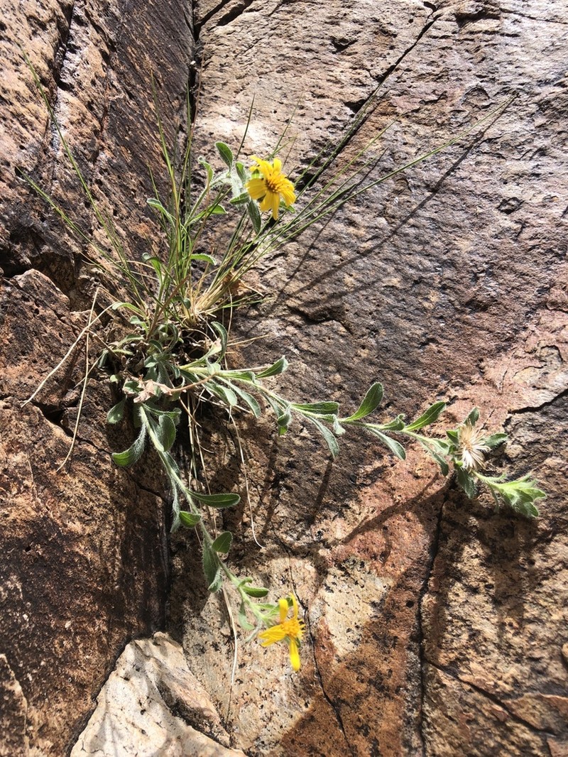 Rockyscree False Goldenaster