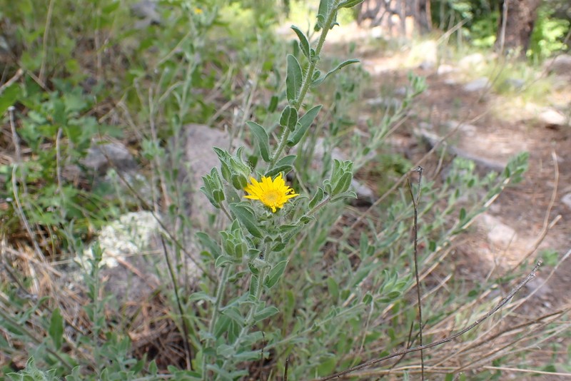 Rockyscree False Goldenaster photo 2