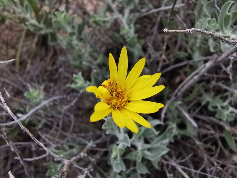 Rockyscree False Goldenaster photo 3