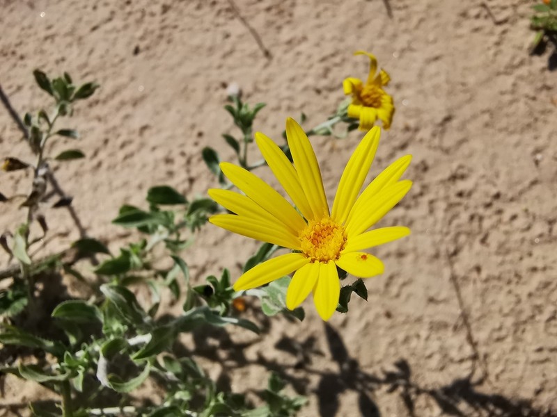 Rockyscree False Goldenaster photo 4