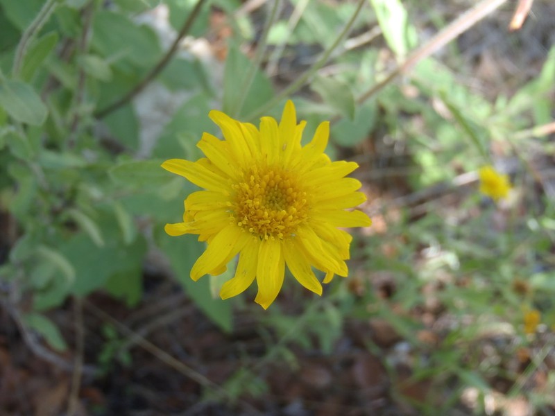 Rockyscree False Goldenaster photo 5