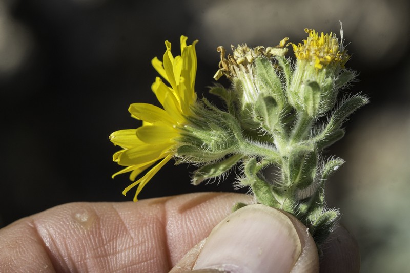 Rockyscree False Goldenaster photo 6