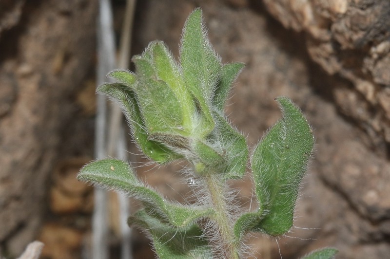 Rockyscree False Goldenaster photo 7