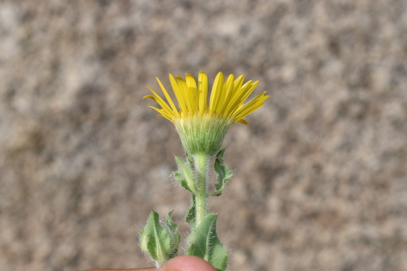Rockyscree False Goldenaster photo 8