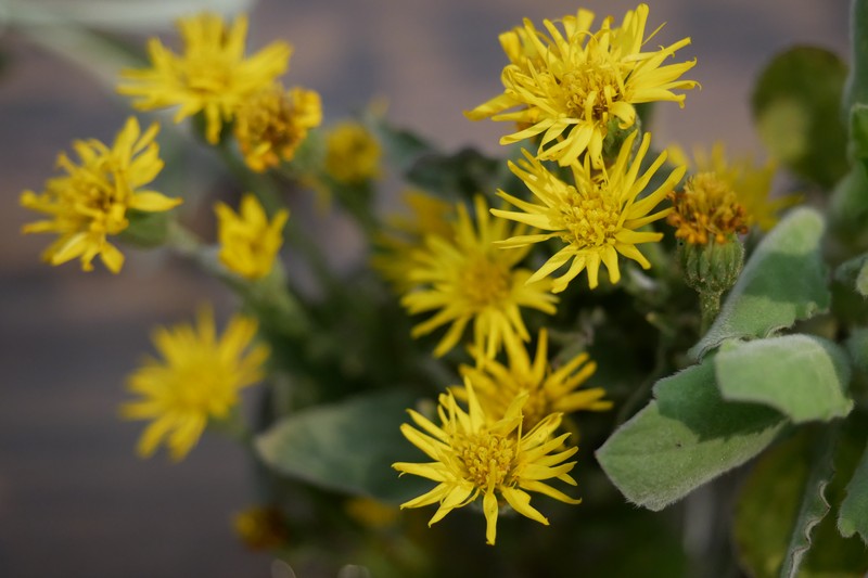Telegraphweed photo 2