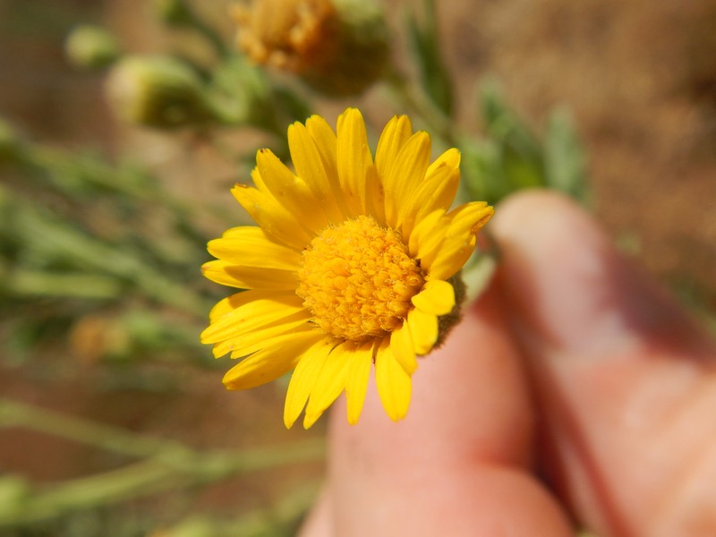 Telegraphweed photo 3