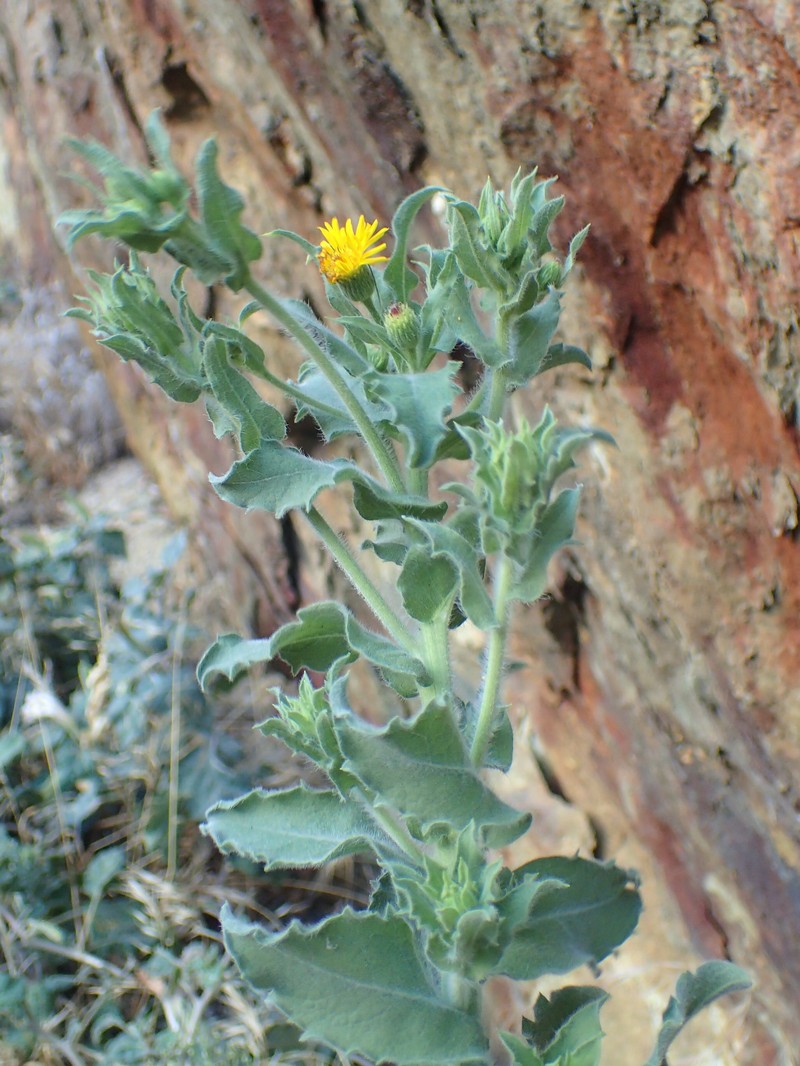 Telegraphweed photo 4