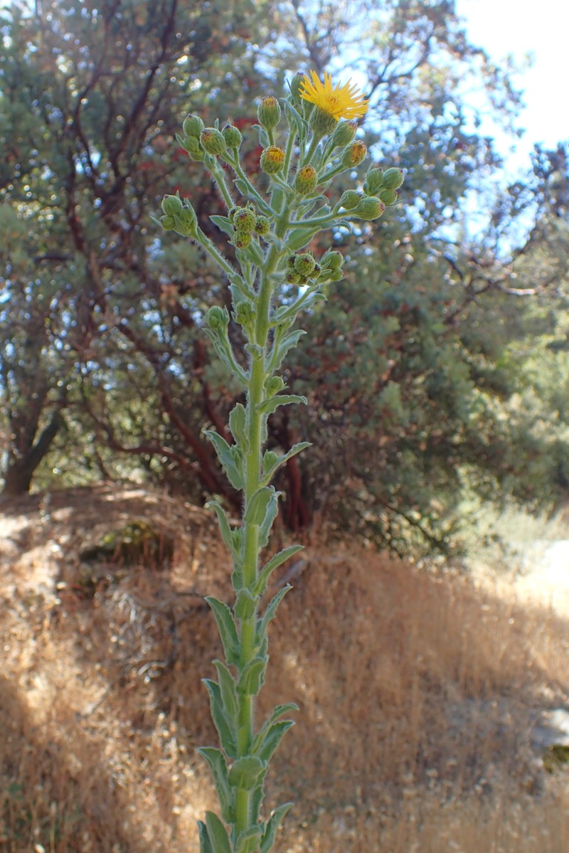 Telegraphweed photo 5