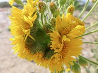 Telegraphweed
