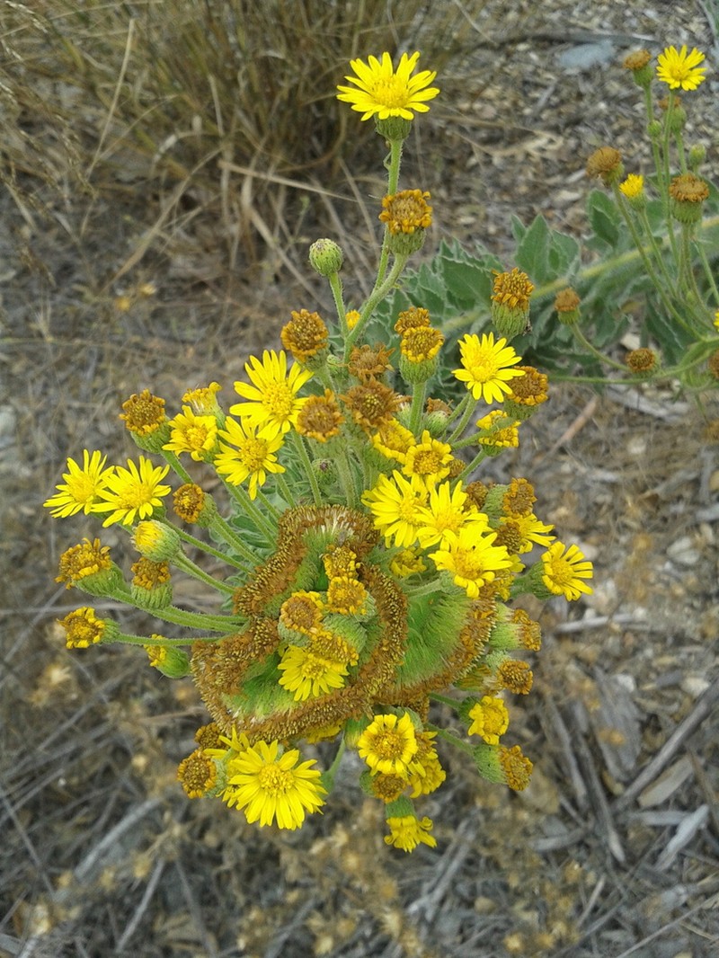 Telegraphweed photo 2