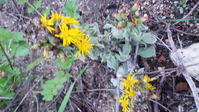 Telegraphweed photo 3