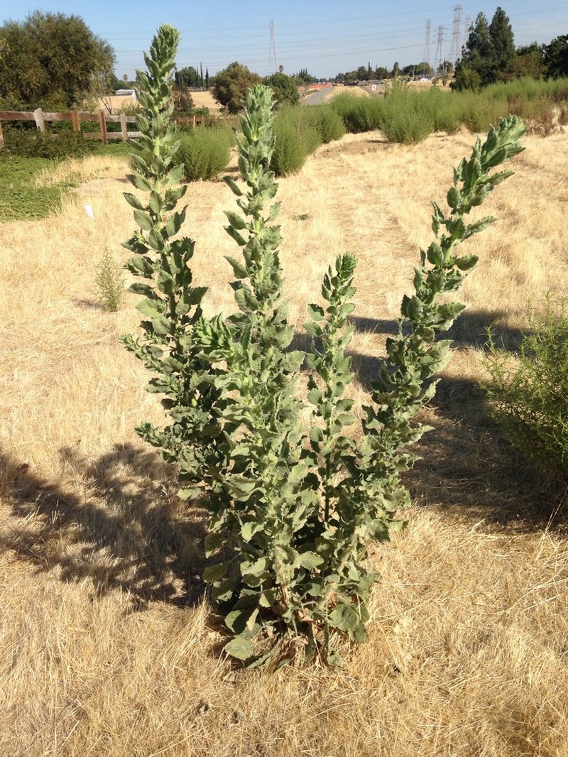 Telegraphweed photo 4