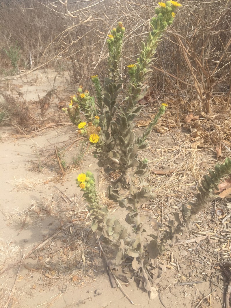 Telegraphweed photo 6