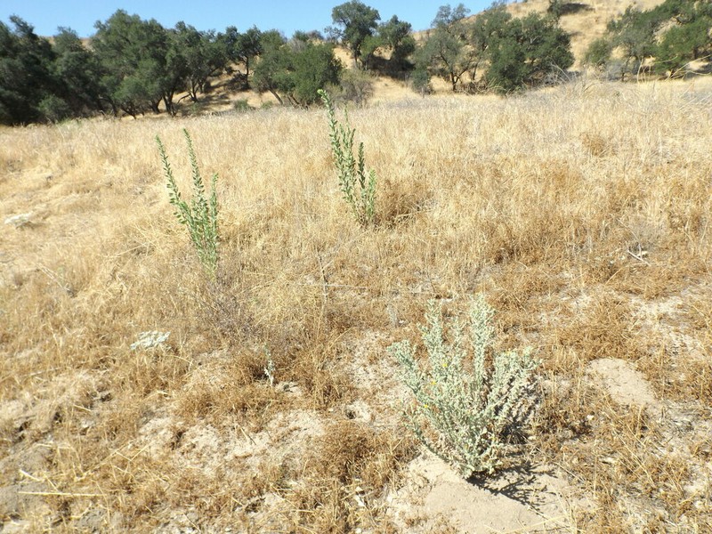 Telegraphweed photo 7