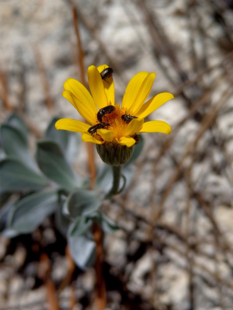 Heterotheca gypsophila