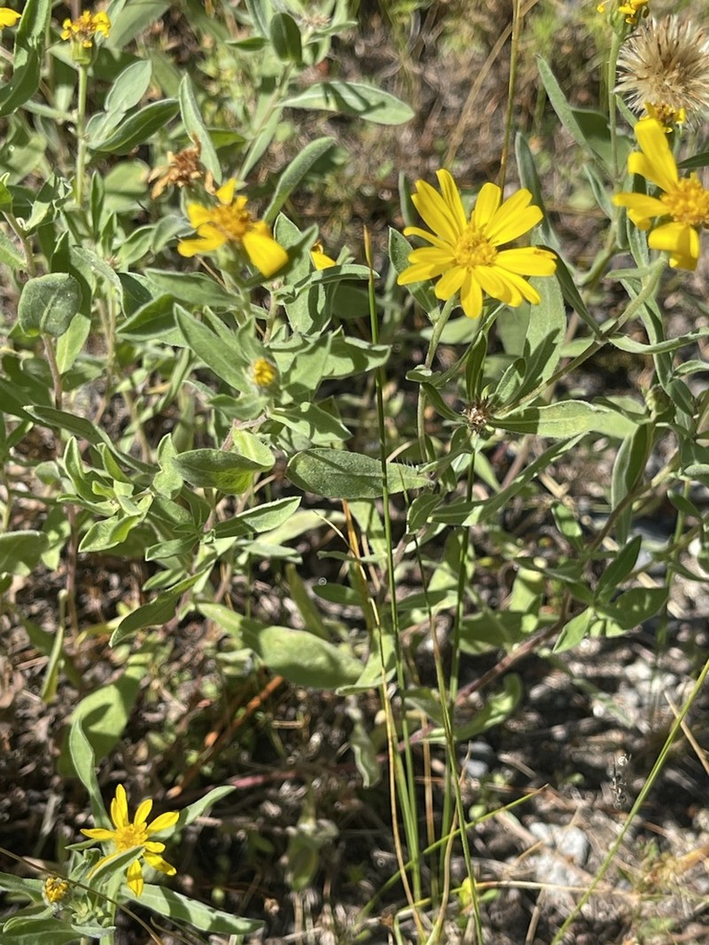 Heterotheca hartmanii