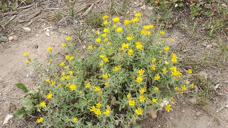 Heterotheca hartmanii photo 2
