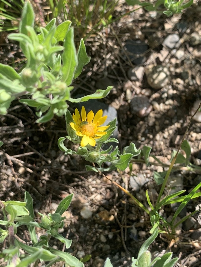 Heterotheca hartmanii photo 4