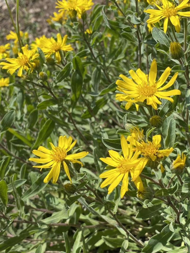 Heterotheca hartmanii photo 5