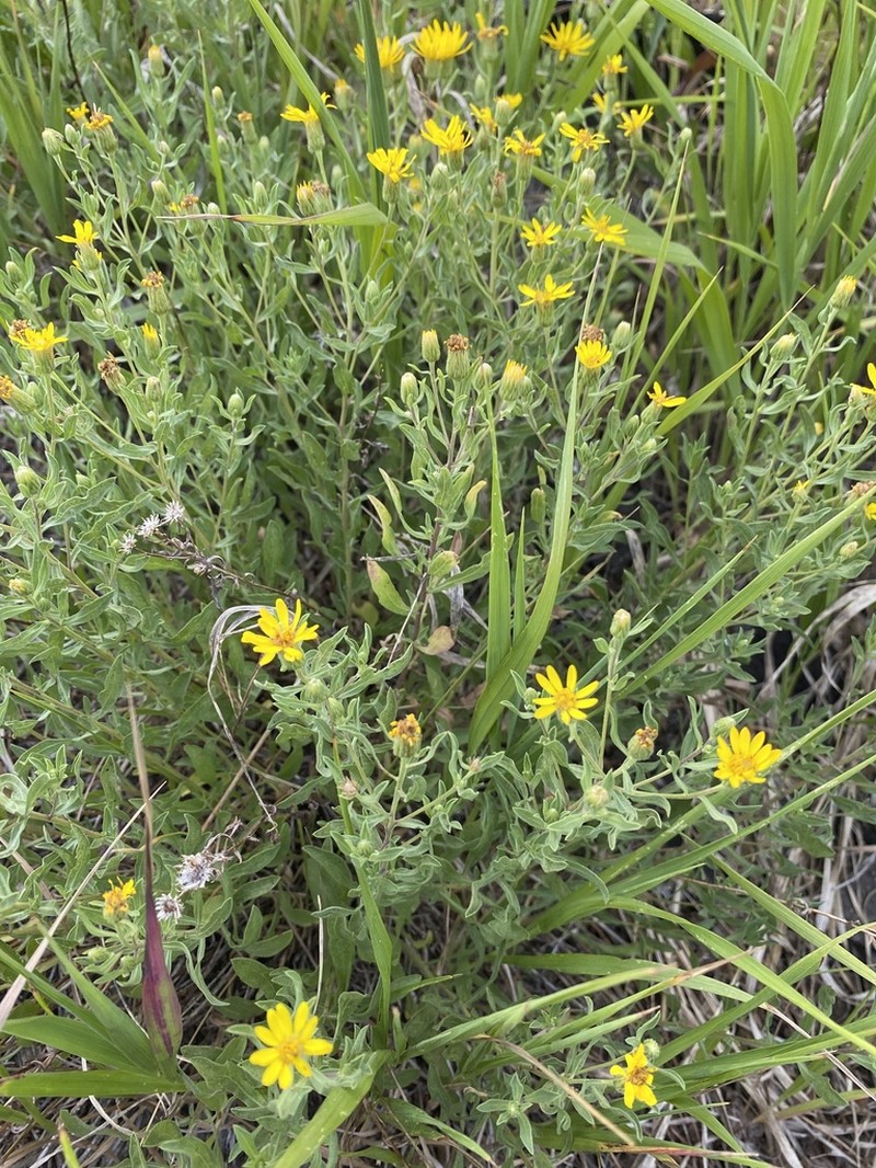 Heterotheca hartmanii photo 6