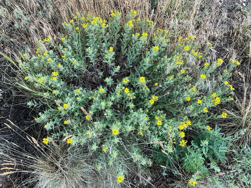 Heterotheca hartmanii photo 8